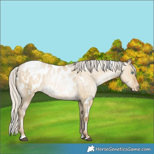 Horse Color:White Spotted Silver Buckskin Pearl Dun Appaloosa Rabicano 