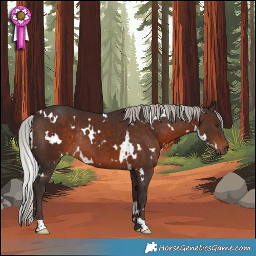 Horse Color:White Spotted Silver Brown Rabicano 
