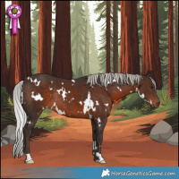 Horse Color:White Spotted Silver Brown Rabicano 