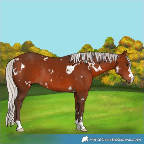 Horse Color:White Spotted Silver Brown Rabicano 