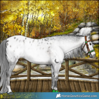 Horse Color:Gray Platinum Brown Onyx Appaloosa