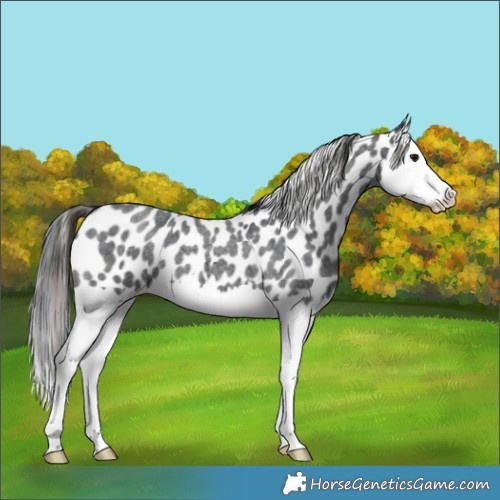 Horse Color:Blue Roan Splash Appaloosa 