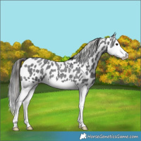 Horse Color:Blue Roan Splash Appaloosa 