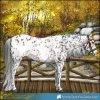 Horse Color:Platinum White Spotted Liver Chestnut Appaloosa Rabicano 