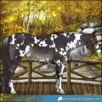 Horse Color:Platinum White Spotted Smoky Black