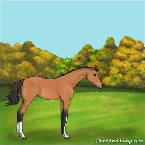 Horse Color:Bay 