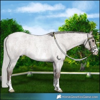 Horse Color:Platinum Silver Grullo Roan Sabino