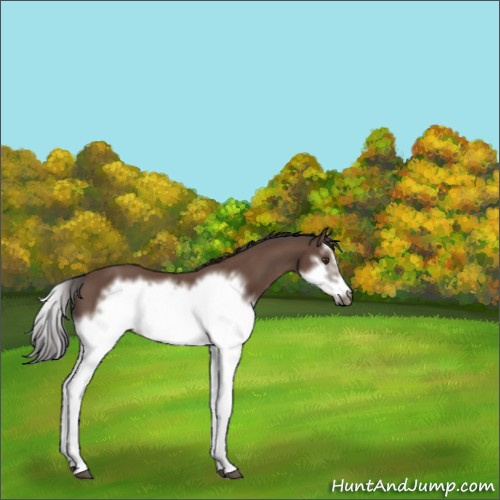 Horse Color:Bay Splash Frame 