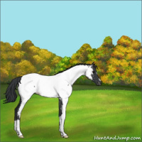 Horse Color:Blue Roan Near Fewspot Rabicano 