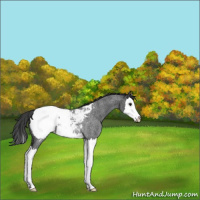 Horse Color:Blue Roan Splash Near Fewspot Rabicano 