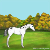 Horse Color:Black Splash Leopard 