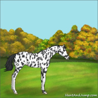 Horse Color:Black Leopard 