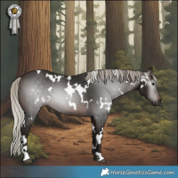 Horse Color:Gray White Spotted Silver Brown