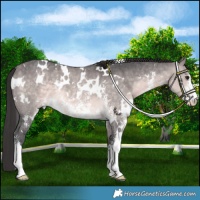 Horse Color:Platinum White Spotted Buckskin Sabino 