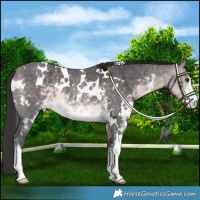 Horse Color:Platinum White Spotted Buckskin Sabino