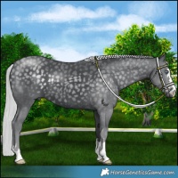 Horse Color:Silver Black Chinchilla
