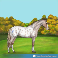 Horse Color:Red Roan Splash Appaloosa 