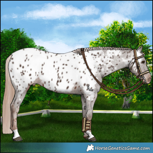 Horse Color:Liver Chestnut Appaloosa 