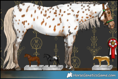 Horse Color:Chocolate Palomino Appaloosa 