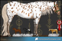 Horse Color:Chocolate Palomino Near Leopard 