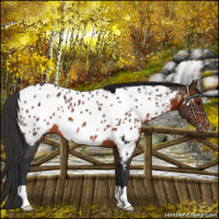 Horse Color:Brown Appaloosa 