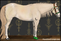 Horse Color:Perlino Appaloosa