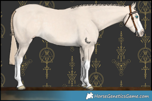 Horse Color:White Spotted Perlino 