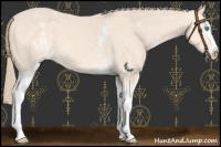 Horse Color:White Spotted Perlino