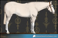 Horse Color:White Spotted Perlino 