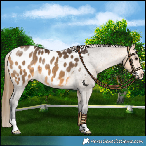 Horse Color:Buckskin Appaloosa