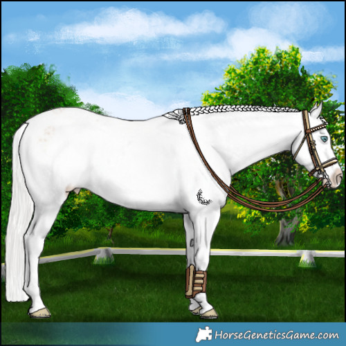 Horse Color:Silver Perlino Appaloosa