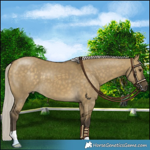 Horse Color:Silver Buckskin Dun 