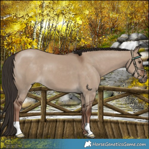 Horse Color:Liver Red Dun 