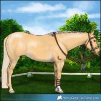 Horse Color:Palomino Dun 