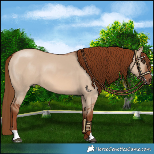 Horse Color:Red Dun