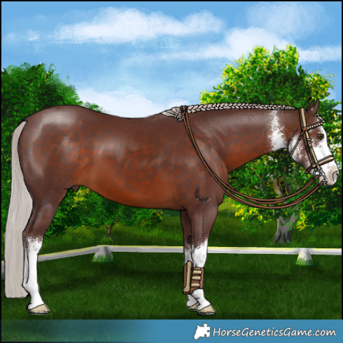 Horse Color:White Spotted Chocolate Silver Brown 