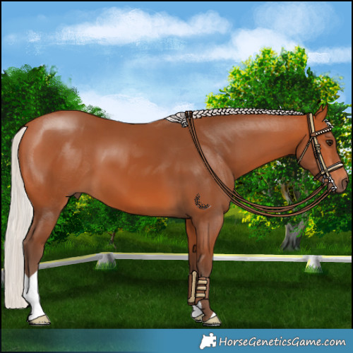 Horse Color:Silver Bay 