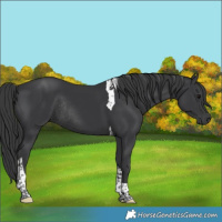 Horse Color:Black Tobiano Rabicano