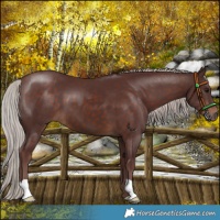 Horse Color:Chocolate Silver Brown