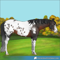 Horse Color:Brown Sabino Tobiano Appaloosa 