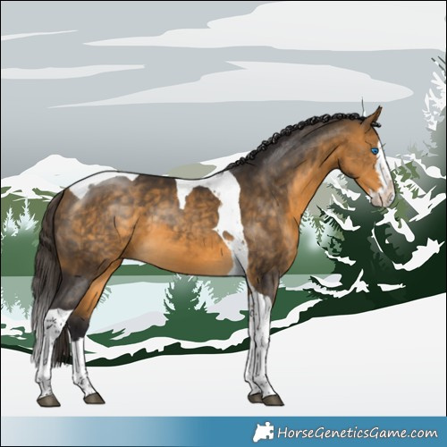 Horse Color:Buckskin Sabino Splash Tobiano 