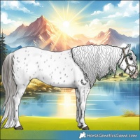 Horse Color:Blue Roan Near Leopard 