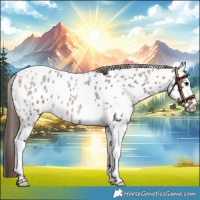 Horse Color:Brown Roan Tobiano Leopard 