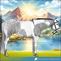 Horse Color:Blue Roan Splash Tobiano 