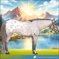 Horse Color:Bay Roan Blanket 