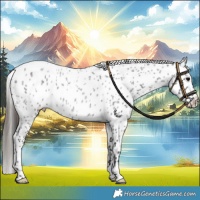 Horse Color:Blue Roan Leopard