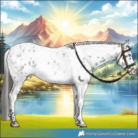 Horse Color:Blue Roan Splash Tobiano Near Leopard 