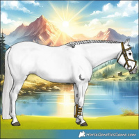 Horse Color:Gray Blue Roan Tobiano Appaloosa 