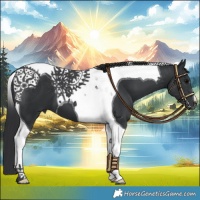 Horse Color:Black Tobiano 