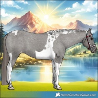 Horse Color:Grullo Tobiano Varnish 
